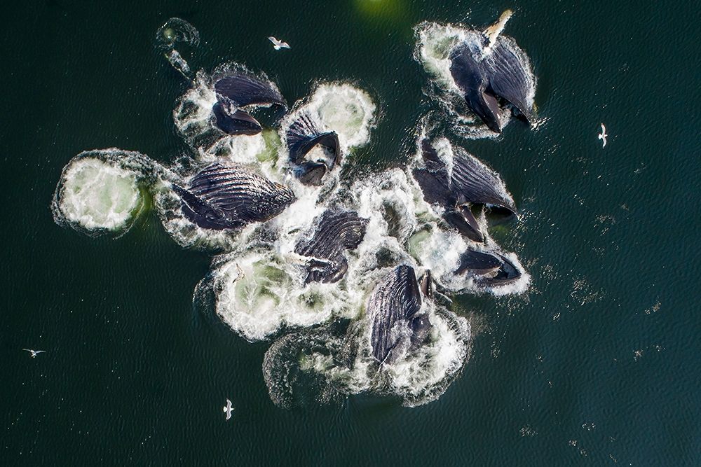 Alaska-Aerial view of Humpback Whales lunging at surface of Frederick Sound while bubble net feeding